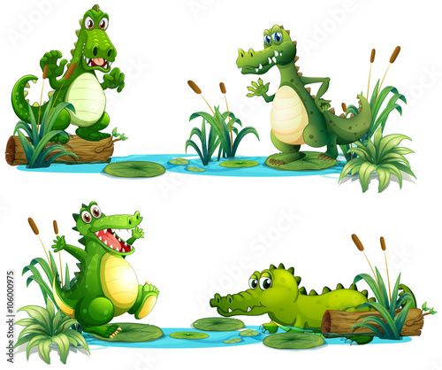 Crocodiles living in the pond