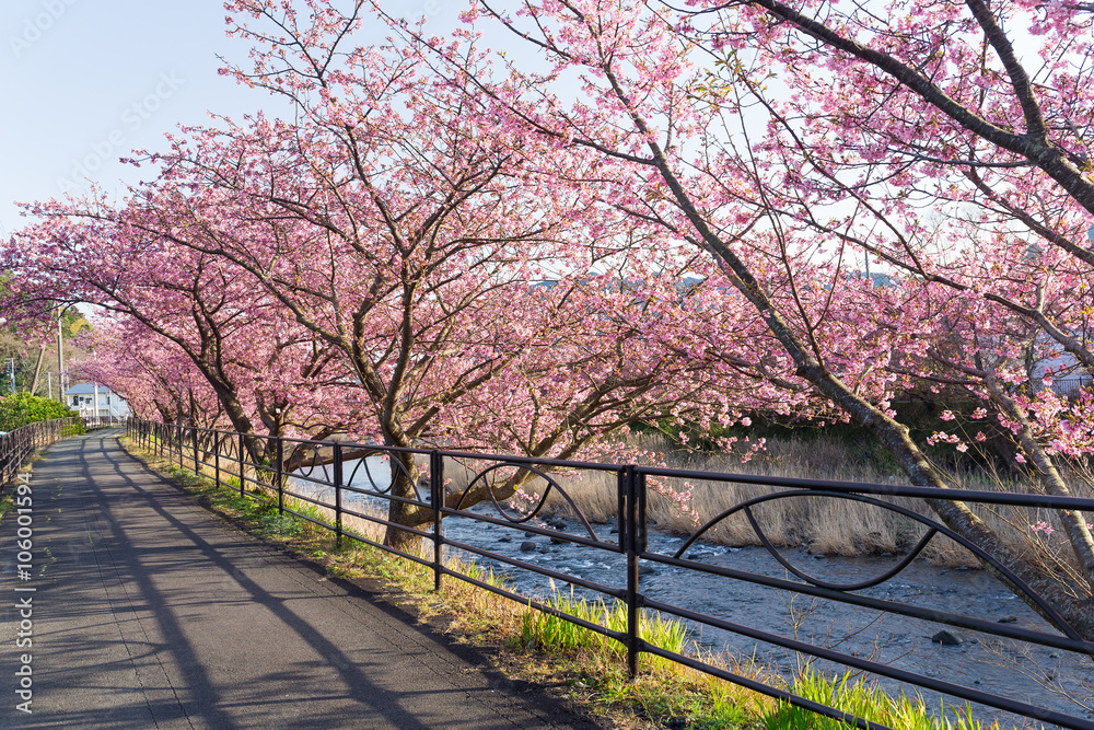 Sakura tree in japan