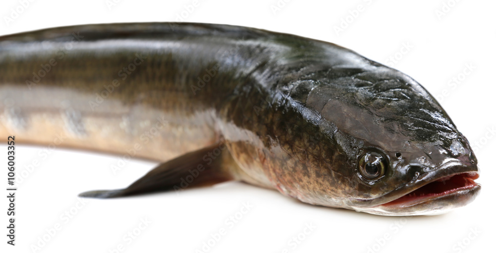 Giant Snakehead known as gozar fish in Bangladesh Giant Snakehead known as gozar fish in Bangladesh