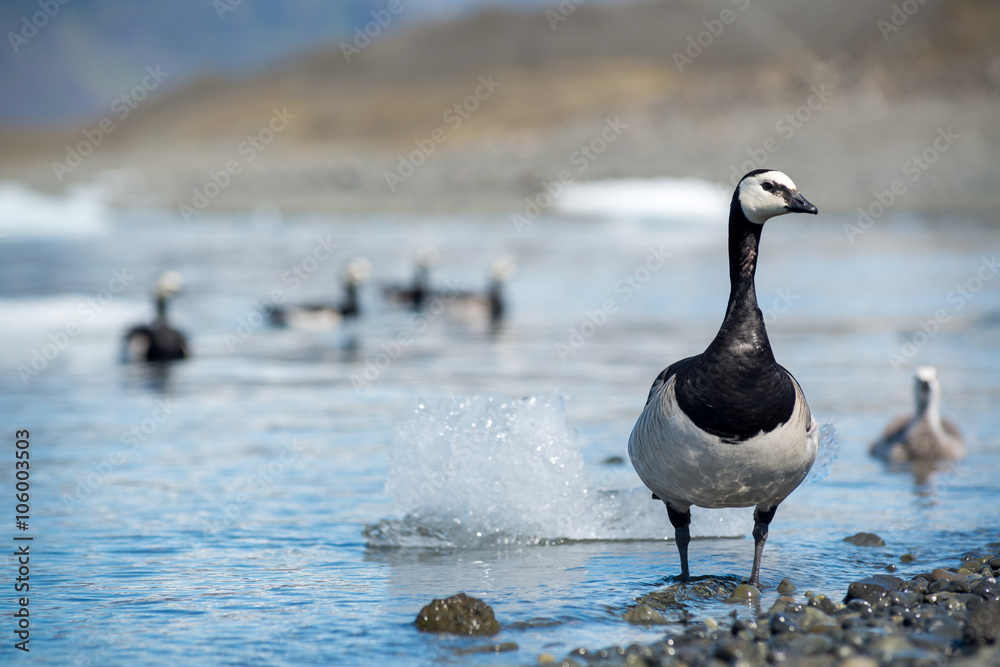 Fototapeta premium Barnacle Goose