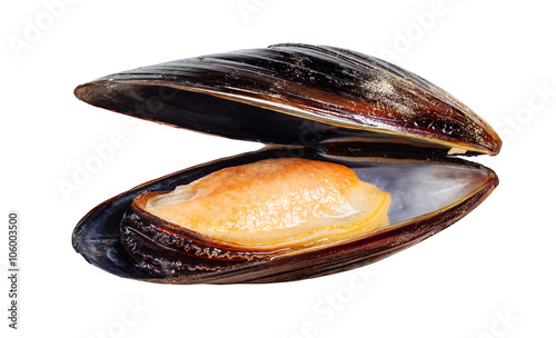 Mussel isolated on white