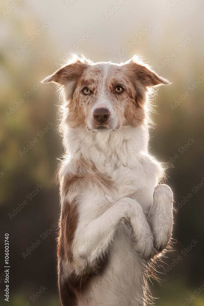 Fototapeta premium happy brown dog border collie portrait