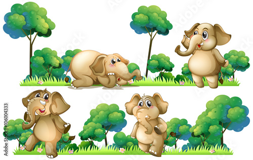 Elephants on the field