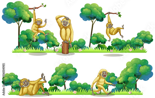 Gibbons living in the forest
