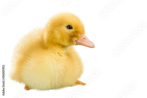 Yellow duckling