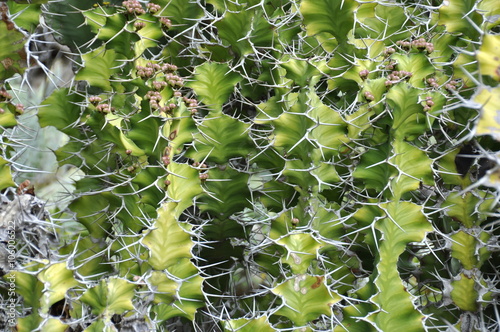 Closeup on the thorns of an Euphorbia grandicornis plant photo