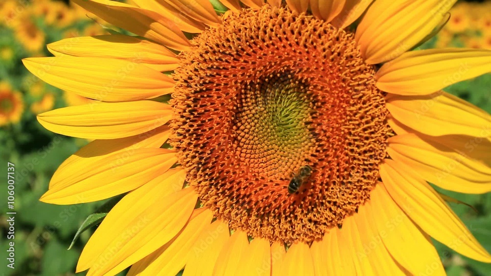 Fleurs de tournesol s'offrant aux abeilles Fleurs de tournesol s'offrant aux abeilles