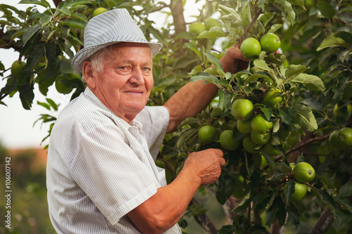 Senior man picking apples in his orchard