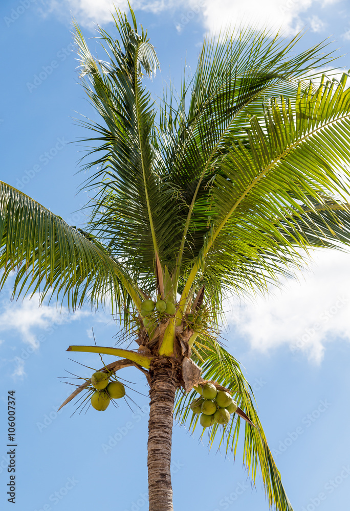 Obraz premium Coconut Palm Tree Under Nice Sky