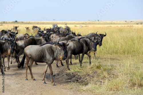 Wildebeest in National park of Kenya © byrdyak