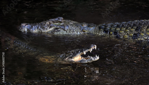 Crocodile in water. Kenya, Afrca photo