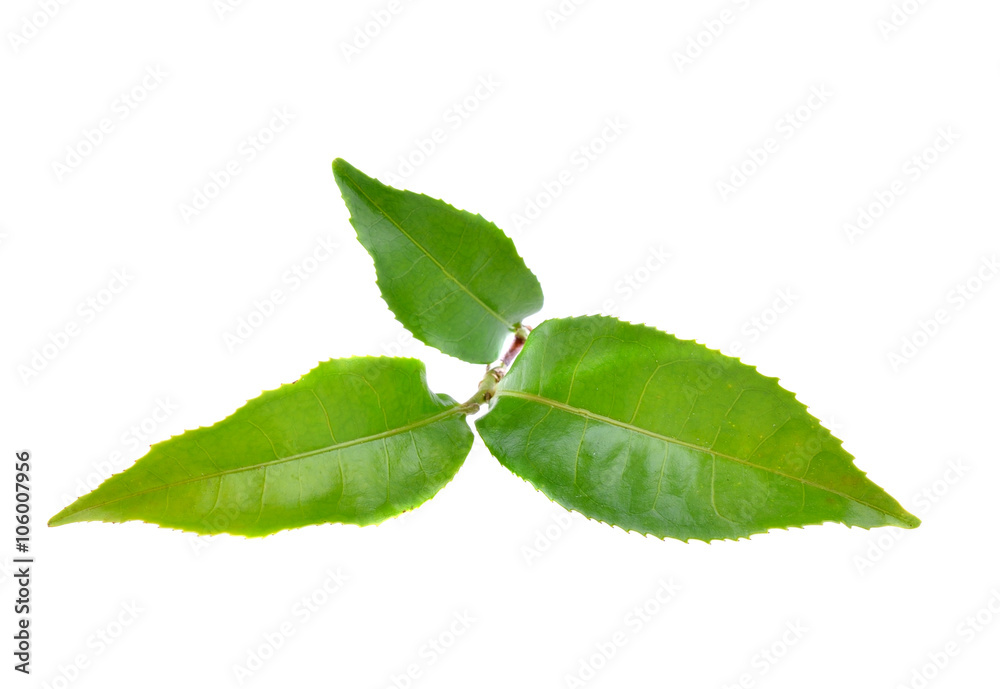 Obraz premium tea leaves on the white ground