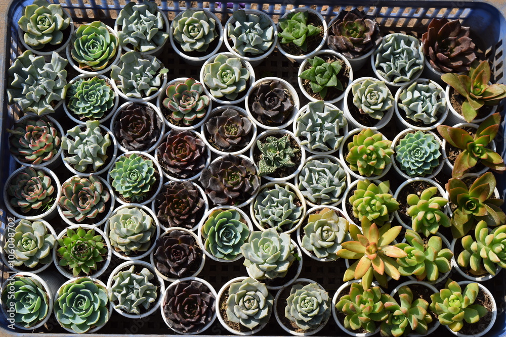 various of colorful cactus and succulents display for sale in the Vietnam Market