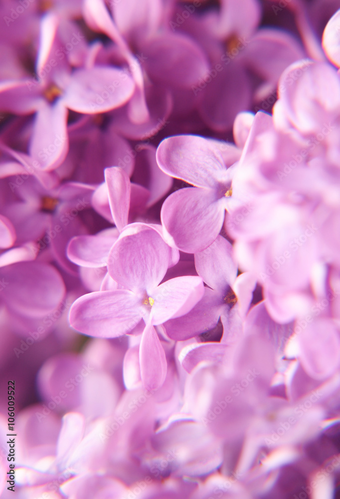 lilac flowers lilac flowers