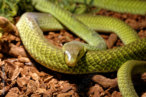 Snake in the terrarium - Green rat snake