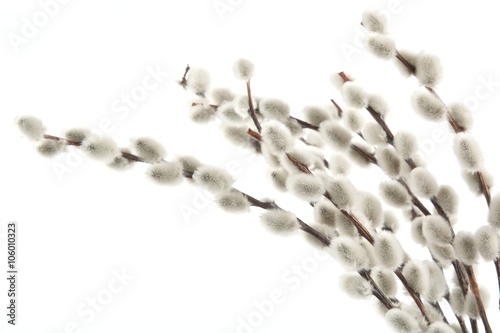 Easter catkins isolated on white photo