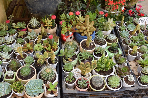 various of colorful cactus and succulents display for sale in the Vietnam Market