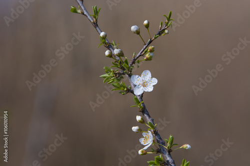 Spring blossom tree branch 
