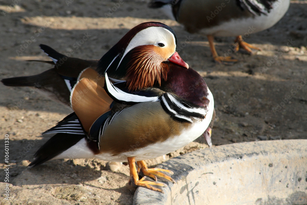 canard 22032016 canard 22032016