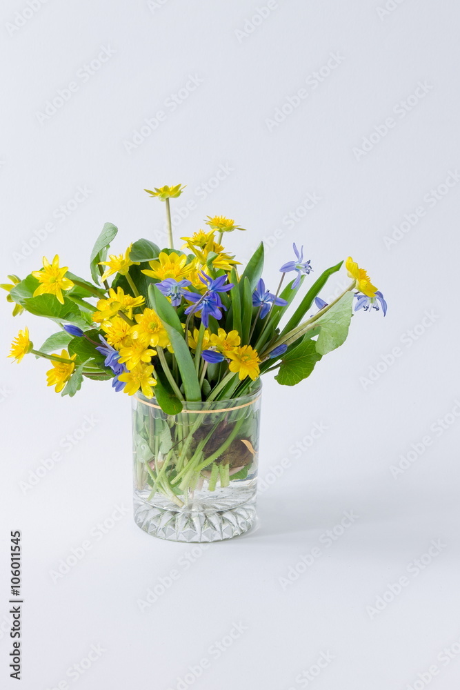 yellow and blue spring primroses in a transparent glass on a lig yellow and blue spring primroses in a transparent glass on a lig