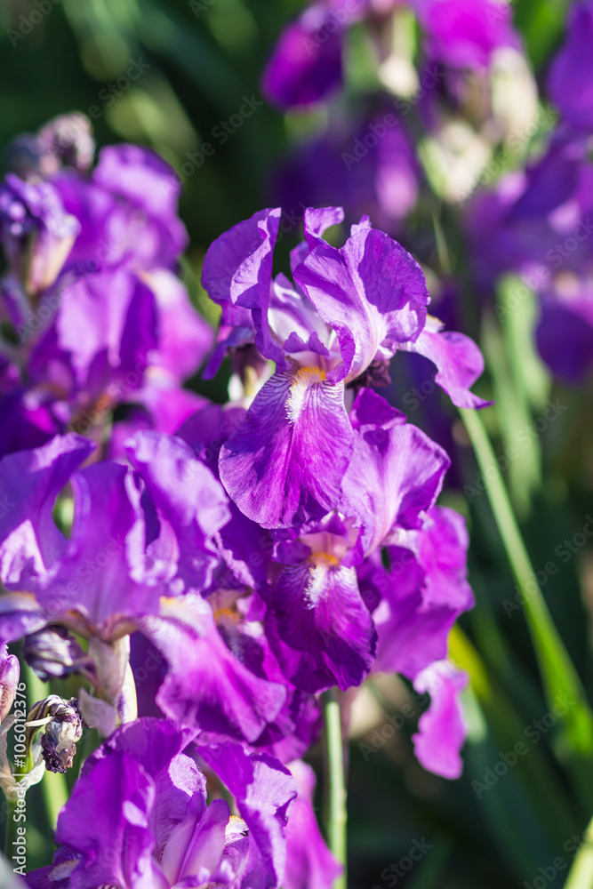 Colorful purple  irises