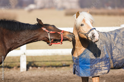 Fototapeta Naklejka Na Ścianę i Meble -  The playful horses