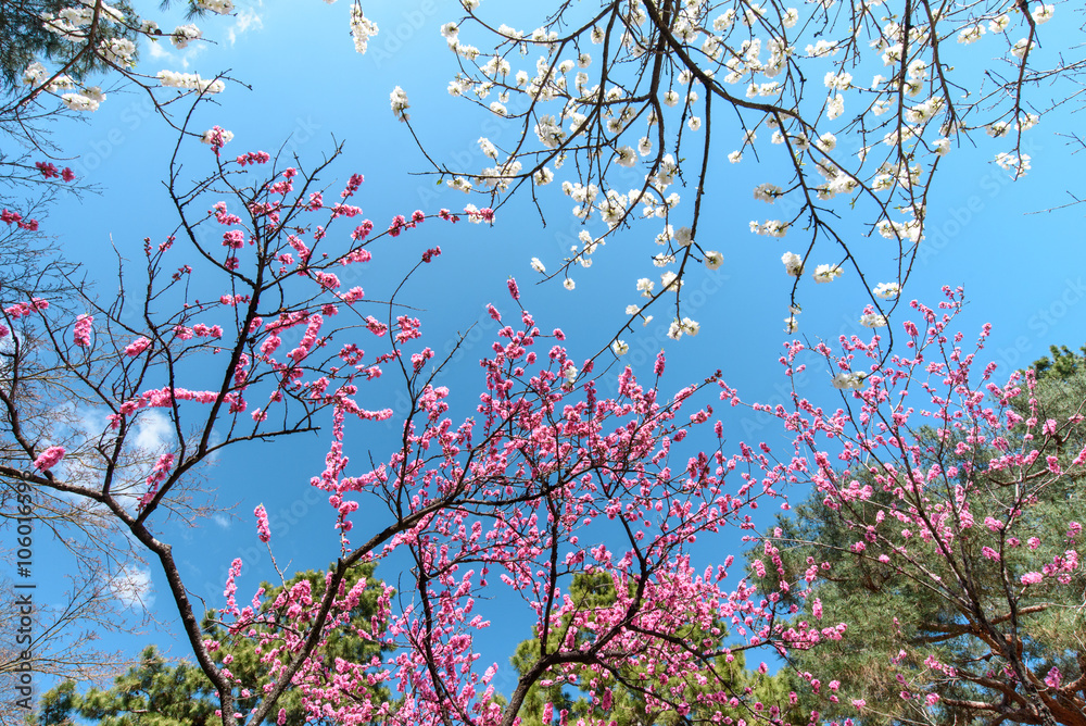 京都御苑 桃林 京都御苑 桃林