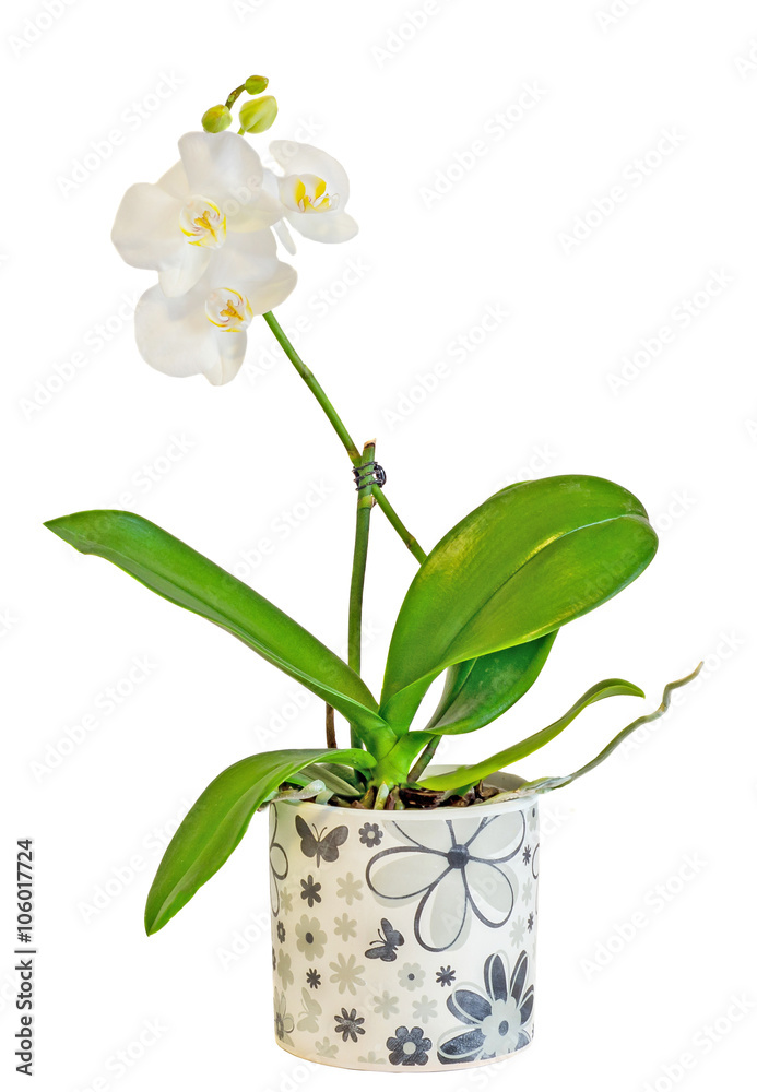 White orchids flowers with yellow pistils in a green vase, flower pot, isolated on a white background.