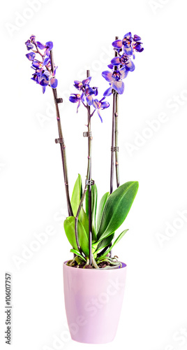 Mauve orchids flowers with buds in a pink vase  flower pot  isolated on a white background.