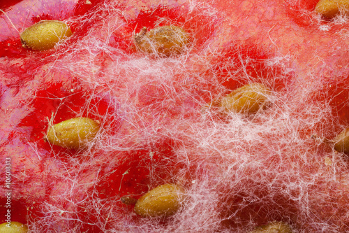 Photography Strawberry covered by white mold through the microscope with high magnification
