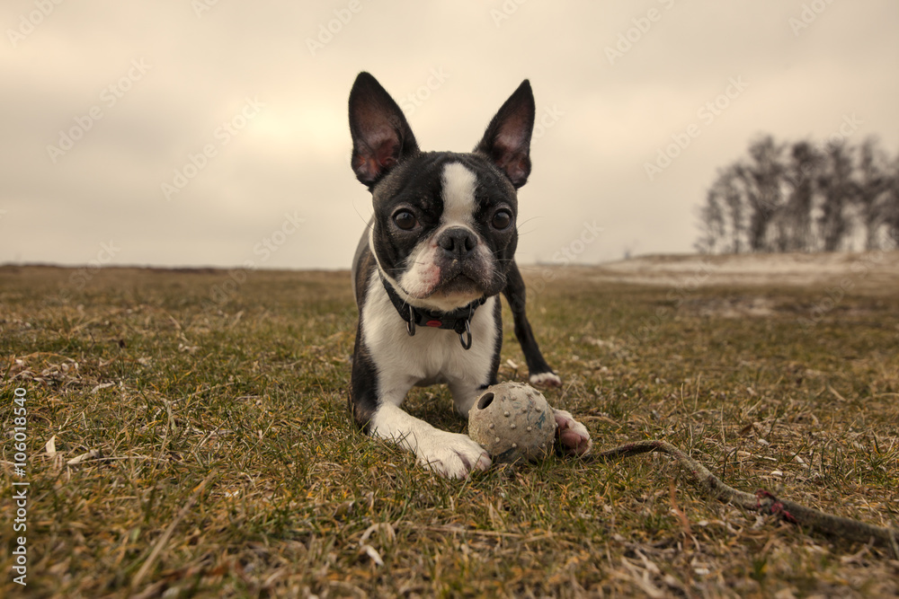 Boston terrier puppy/Boston terrier lies on grass with a toy
