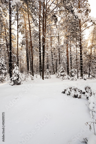  trees winter season.