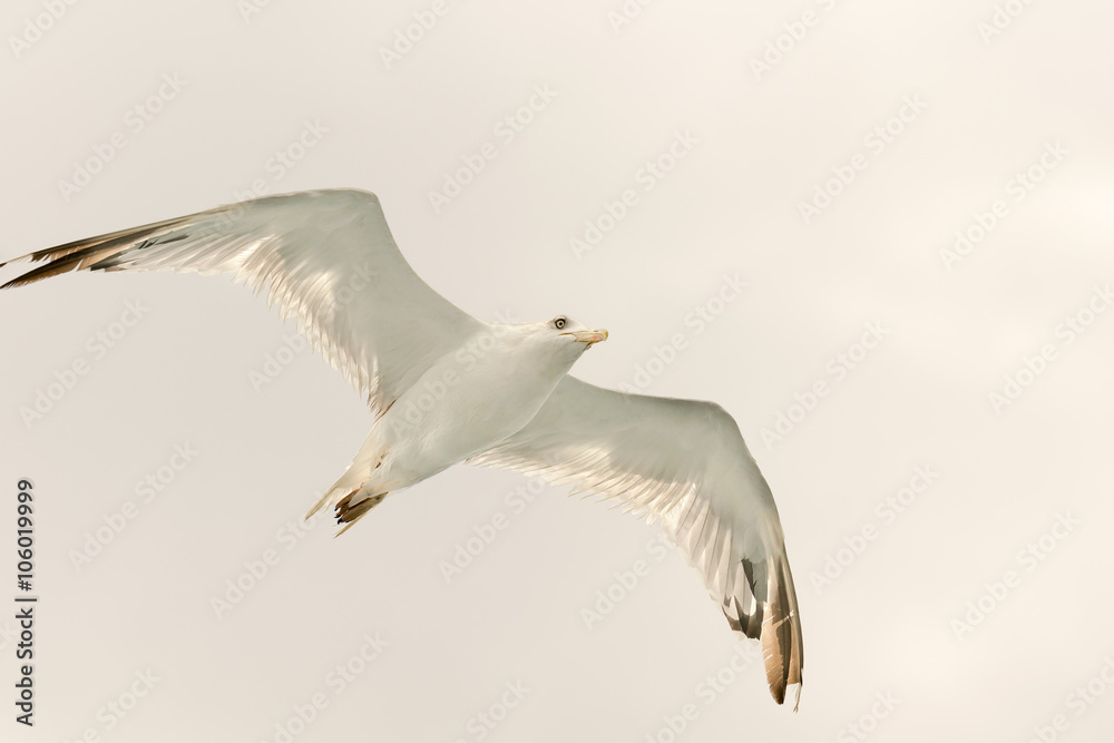White seagull up in the air with wings wide open.
White seagull up in the air with wings wide open.