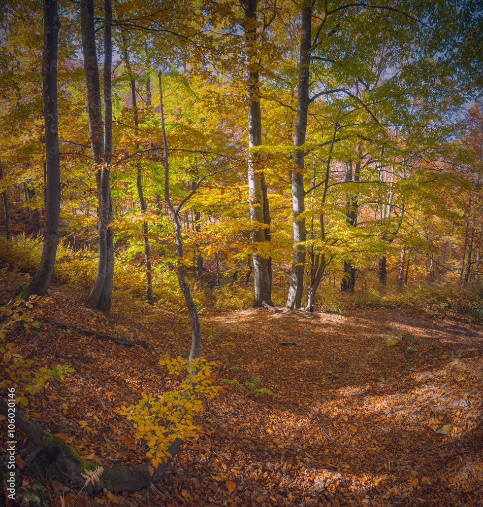 Beautiful Carpathian autumn forest with yellow and red trees