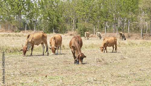 Herd of cows   thailand
