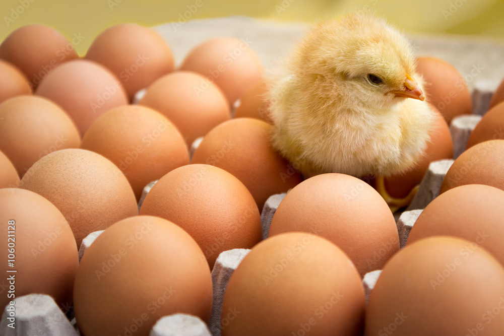 newborn chicken on fresh eggs