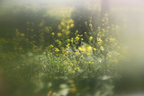 abstract dreamy photo of spring meadow with wildflowers. vintage filtered image. selective focus
