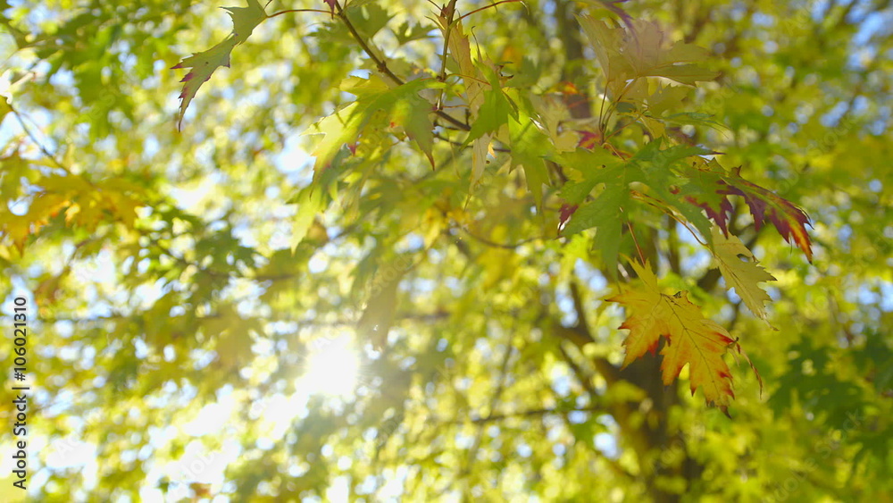Beautiful autumn scene shot against the sunlight. The leaves of a maple tree are slightly moving in the wind. Beautiful autumn scene shot against the sunlight. The leaves of a maple tree are slightly moving in the wind.