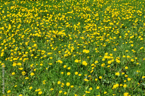 yellow dandelions background, texture