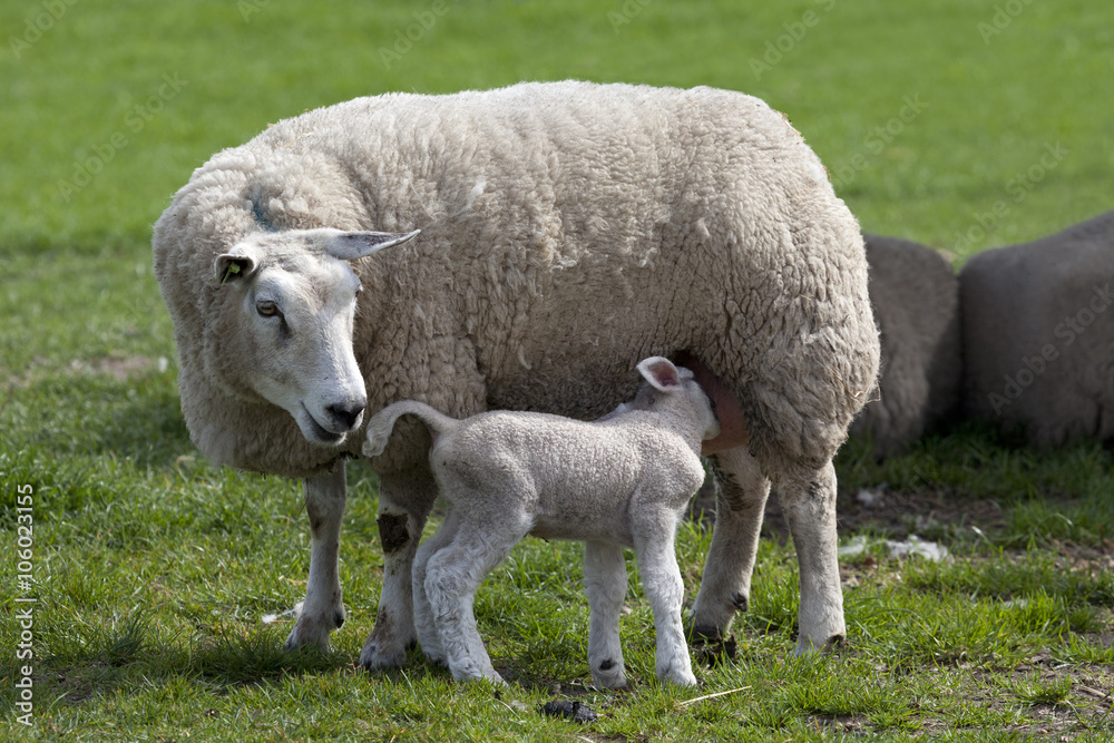 Fototapeta premium Litltle lamb drinking with her mother sheep
