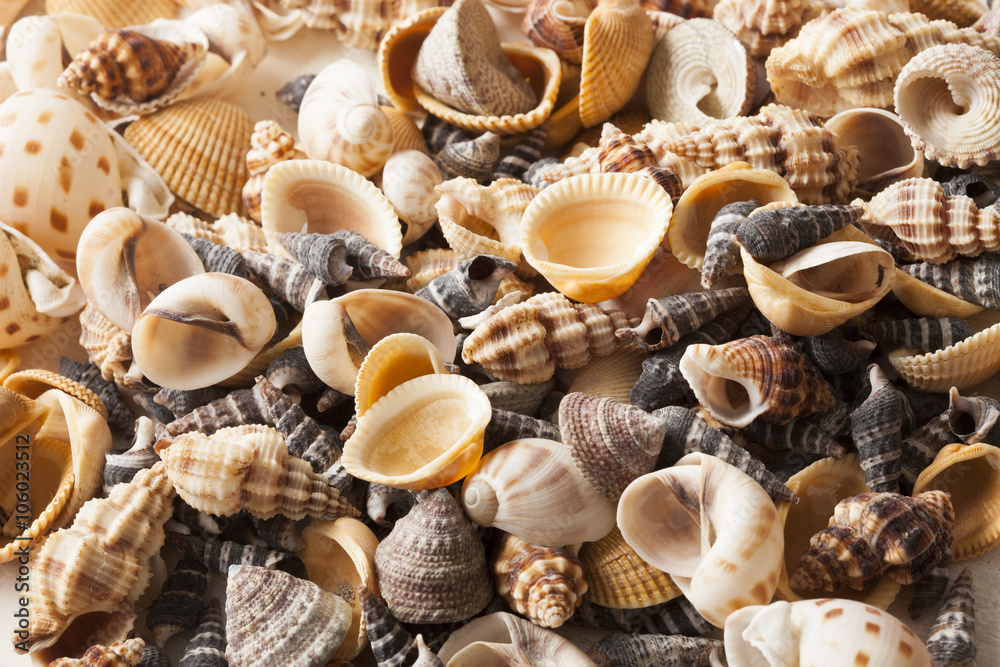sea shells
