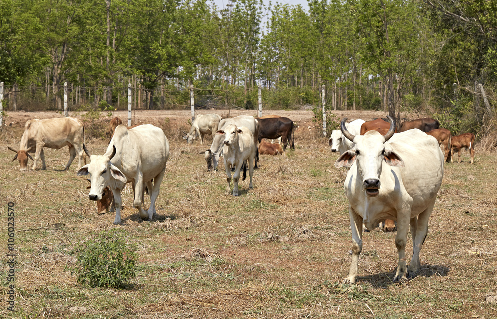Fototapeta premium Herd of cows , thailand