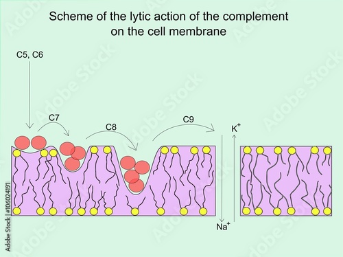 Scheme of the lytic action of the complement on the cell membrane