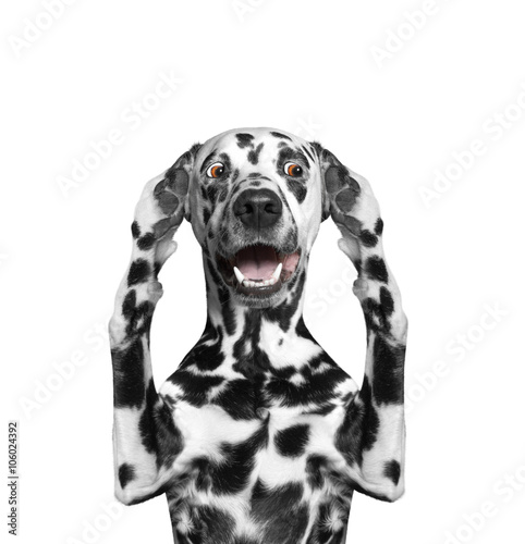 Fototapeta Naklejka Na Ścianę i Meble -  Dog hears nothing -- he close the ears