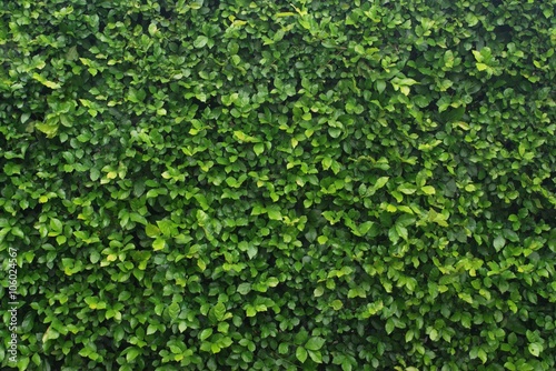 Wallpaper Mural Leaves background Torontodigital.ca