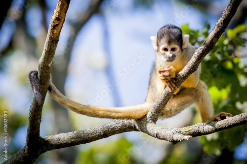 Singe saïmiri à tête noire en train de manger