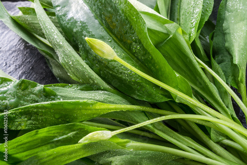 wild garlic photo