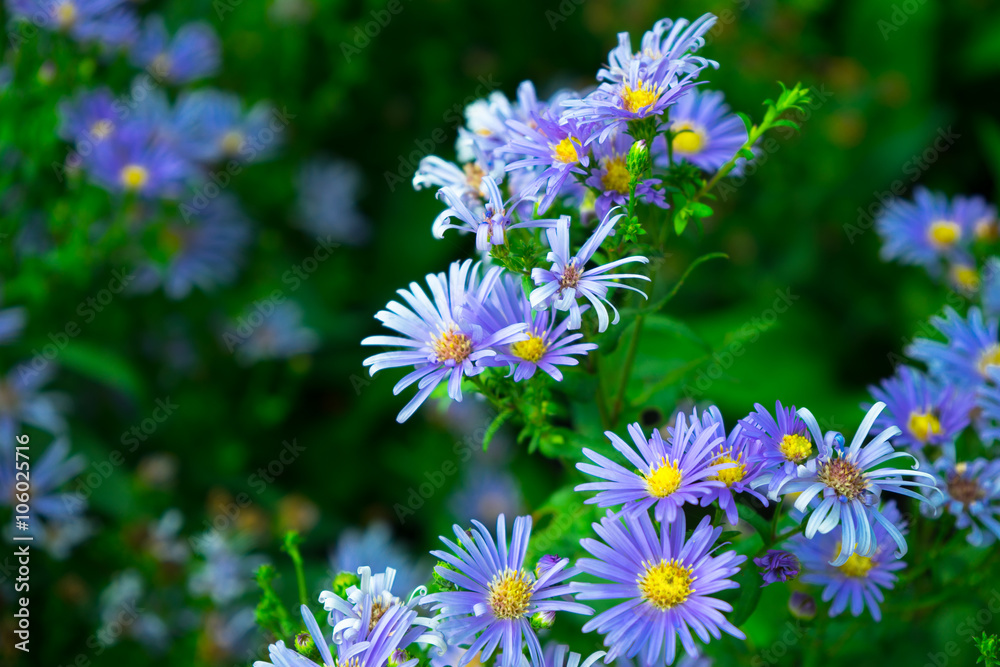 Daiseis, violet flowers