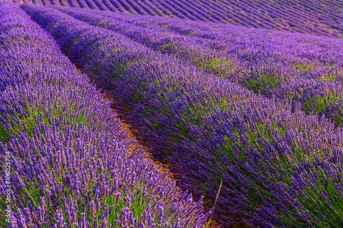 Beautiful colors purple lavender fields near Valensole  Provence