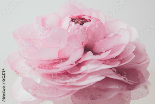 pastel pink buttercup © Daria Minaeva